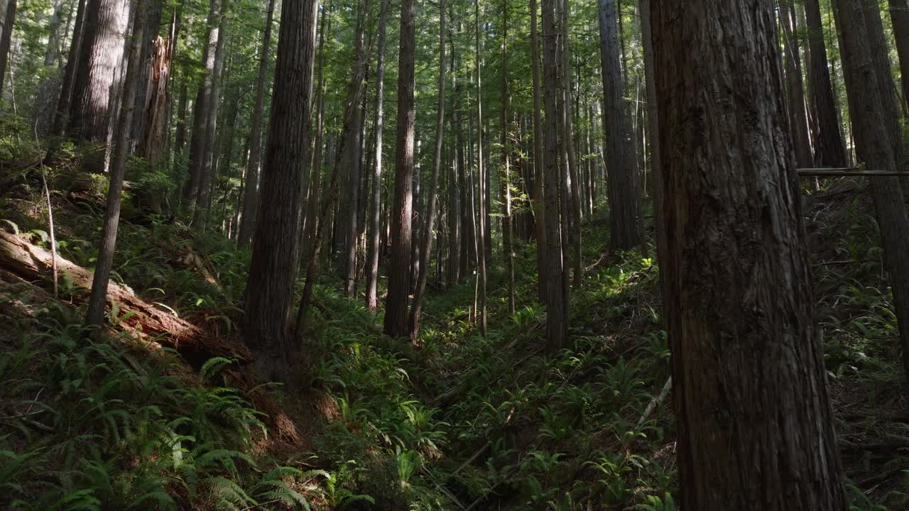 Vista panoramica con drone di una tranquilla foresta di sequoie, con raggi di sole che filtrano tra le cime degli alberi