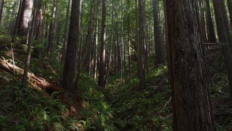 scenic drone view of a tranquil redwood forest, with beams of sunlight streaming through the treetops