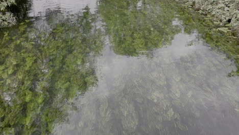 las cañas y las malas hierbas submarinas se balancean en la corriente ligera de una corriente clara, limpia y saludable