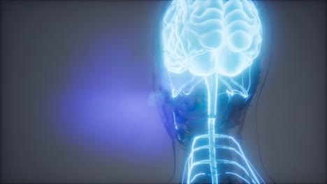 examen de radiología del cerebro humano