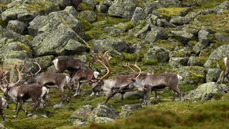 small group of reindeer from larger herd walking across grassy, rocky terrain in early summer.