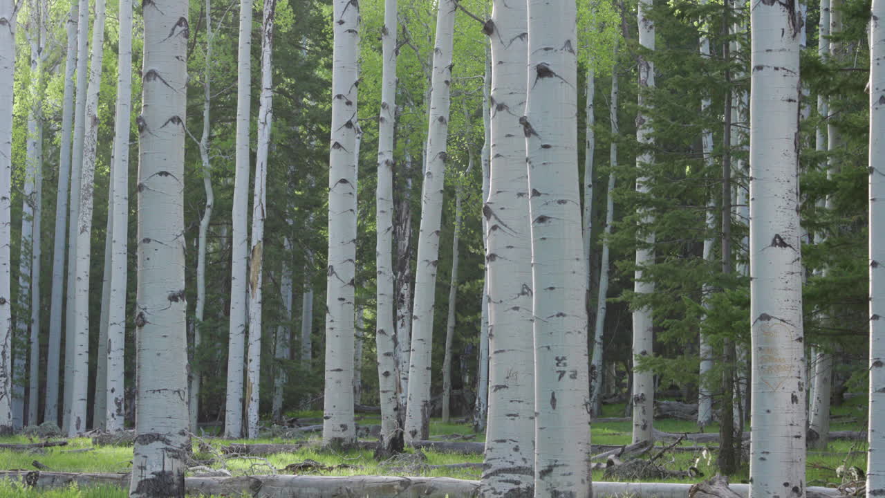 아스펜 나무의 정적 샷