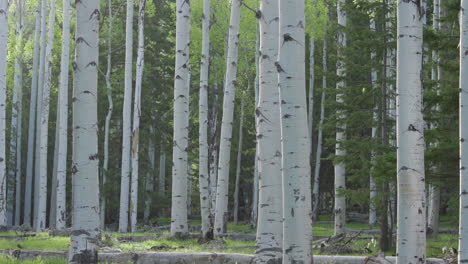 static shot of aspen trees