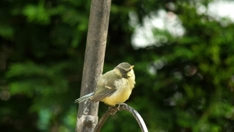 A-blue-tit-adult-feeds-a-fledgeling-chick-on-an-ornamental-stand