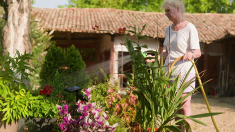 woman gardener waters beautiful potted patio plants on sunny summer morning