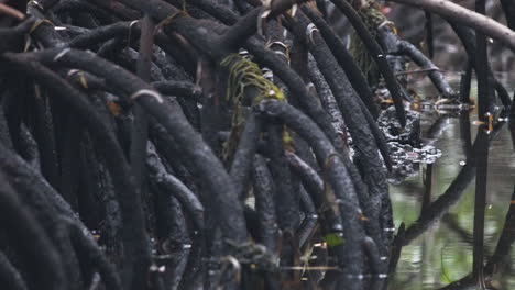 Dense-mangrove-tree-root-thicket-in-jungle-marshland,-Zanzibar,-Jozani-forest