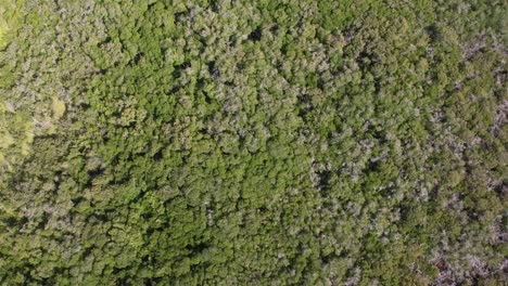 Filmischer-Flug-über-Mangrovenwälder,-Nach-Oben-Geneigt,-Riffbarriere-Sichtbar,-Los-Roques,-Venezuela