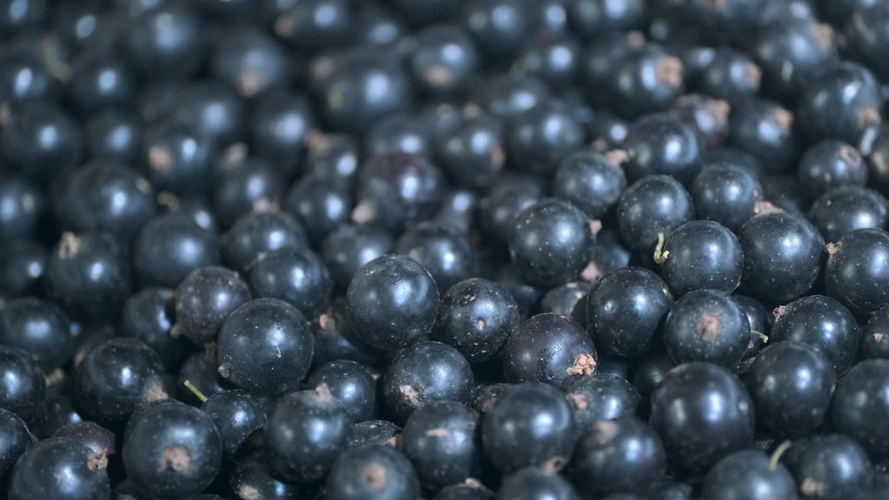 신선한 검은 수박을 회전 시키십시오. 클로즈업. 카메라 회전 360도. 검은수박 또는 검은수방 (ríbes nígrum)