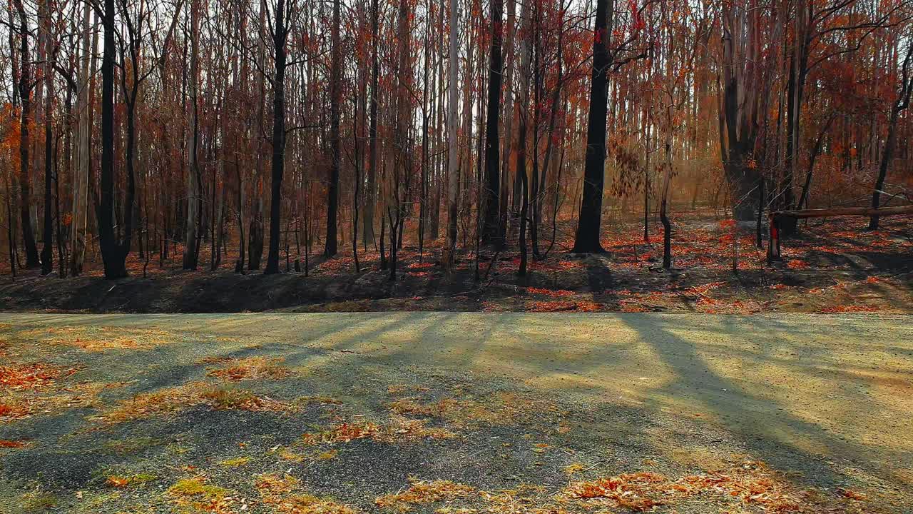 Efterspillet af den australske skovbrand, afbrændte, døde træer langs vejen – Totalbillede