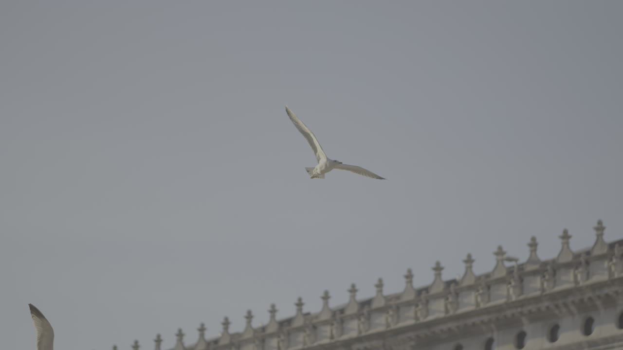 Seagulls flying over Venetian architecture