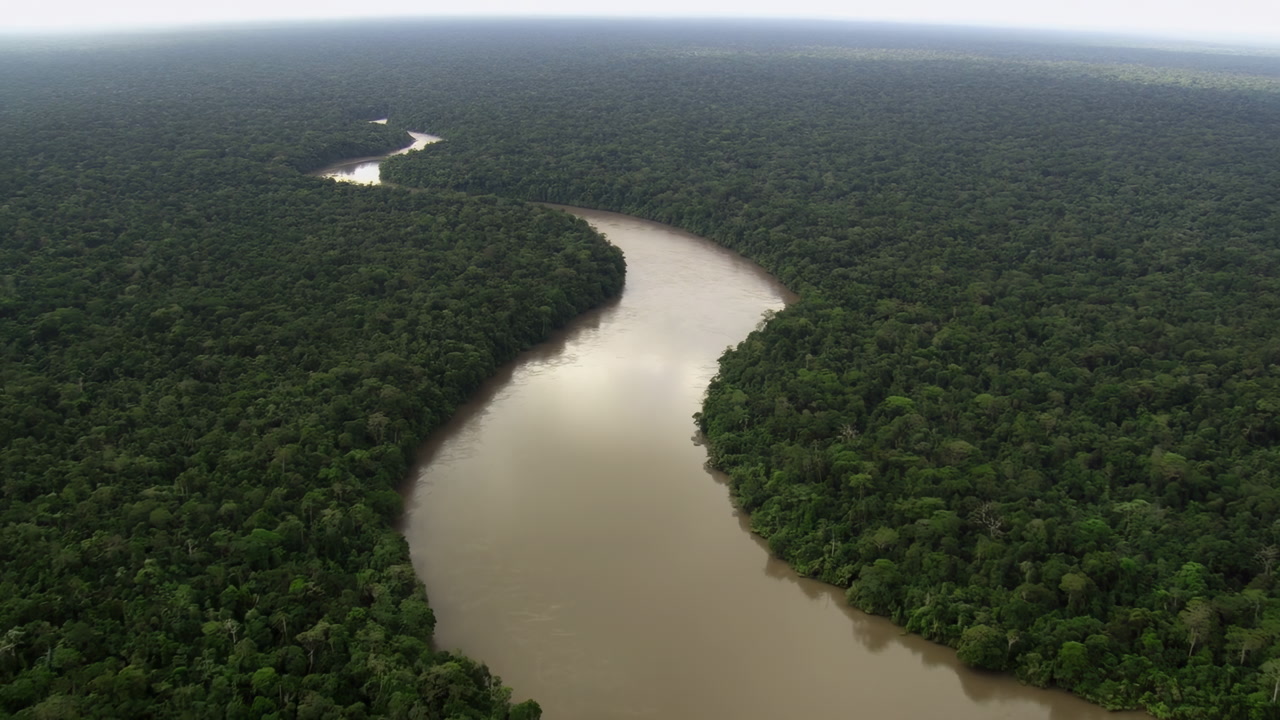 Aerial Winding River Through Dense Rainforest, Muddy Brown Water Carving S Shaped Meander, Endless Green