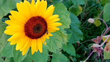 bees is pollinating the sunflower on the day of the bright blue sky.
