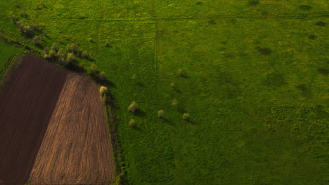 Cinematic-opening-shot-of-Woman-running-with-her-dogs-top-down-view