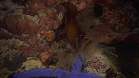 Sea-anemone-catching-blue-sea-star-and-feeding-on-it