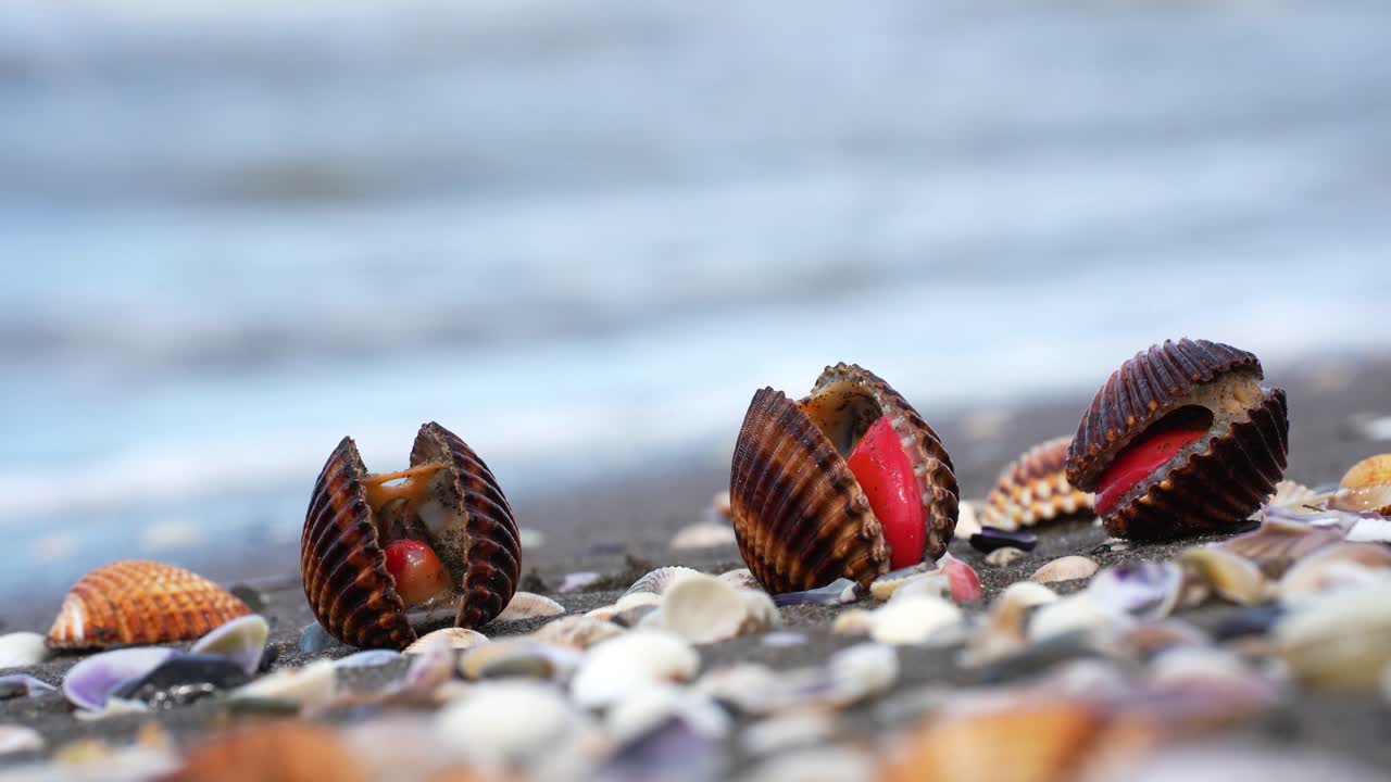 Heart Shaped Cockle Shell With Visible Red Foot Moving Through Shallow Coastal Water on Sand