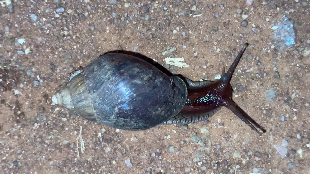 Top Down Angle of Dark Shell African Snail moving very slow on dry brown sand
