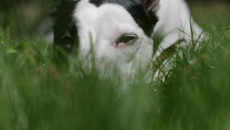 sad looking dog lying in the grass