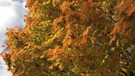 colorful autumn sky background with isolated leaves gracefully twirling around and falling from a blue sky background