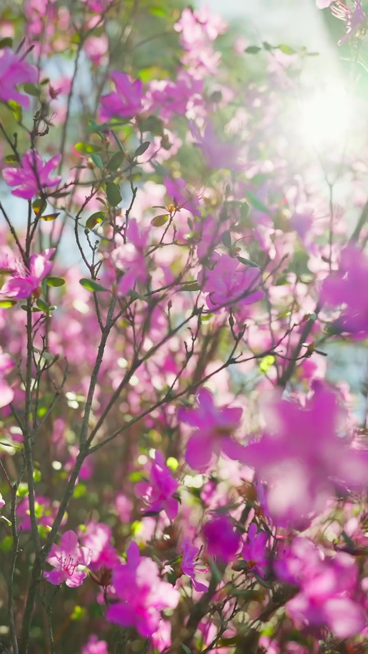 Pink blossoms sway gently in sunlight. Branches stretch toward a soft, glowing sky. Vibrant petals blur slightly, capturing motion. Nature's quiet beauty radiates serenity