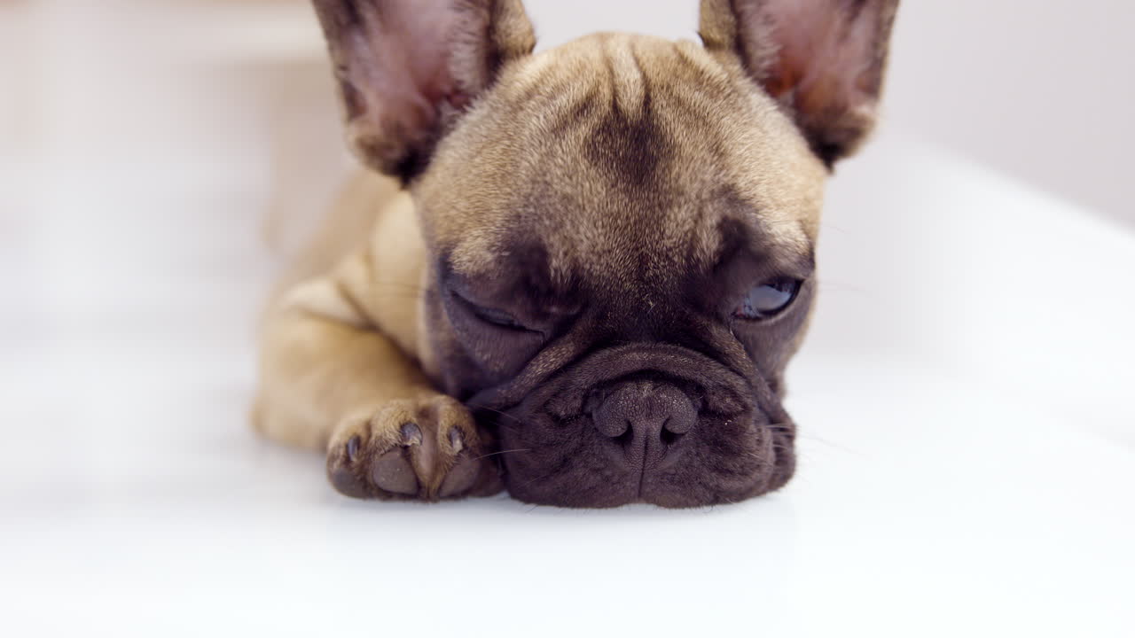 un lindo cachorro de bulldog francés de mascota