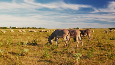 serene summer day where donkeys peacefully graze on a lush green pasture