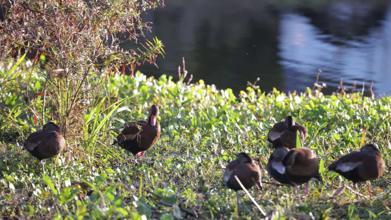 Group of ducks resting among green shrubs on the edge of a calm pond