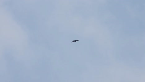 Flying-towards-the-right-during-a-cloudy-day,-Himalayan-Griffon-Vulture-Gyps-himalayensis,-Thailand