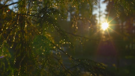 forest sunset though close-up of conifer tree branches in ruovesi finland