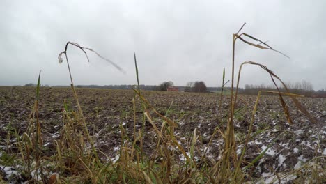 a field in january day