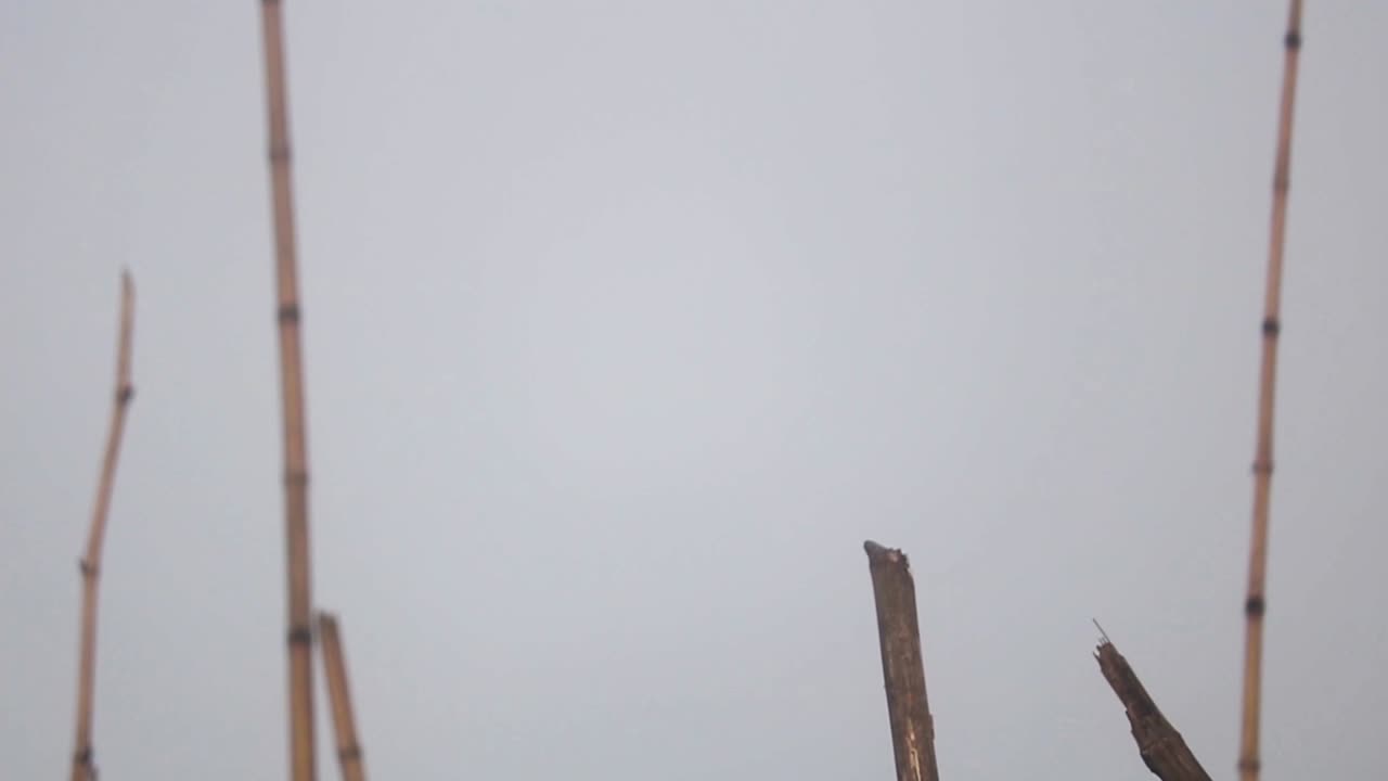 Beautiful Black Drongo bird perched on old tree branch and flies off