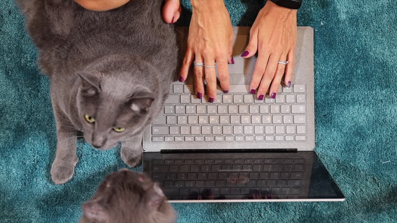 Female hands typing on laptop keyboard while two fluffy gray cats ...