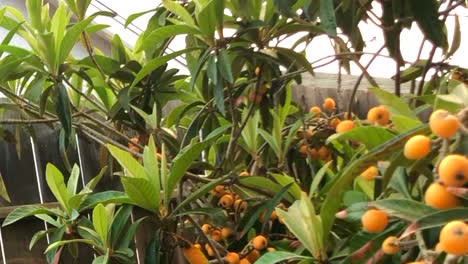 Picking-yellow-loquat-that-grew-at-the-backyard