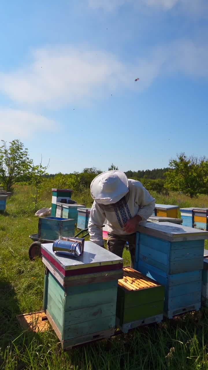 Apiary among nature. Beekeeper in protective hat stands near wooden beehives and examining bees in bright summer day. Vertical video