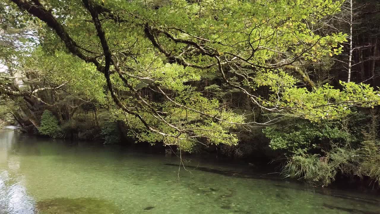 Mossy Trees beside a lovely Creek | Fiordland National Park