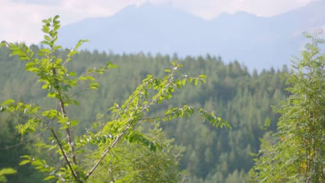 Malerische-Landschaft-Von-Nadelwäldern-Auf-Einem-Hügel-Mit-Einer-Alpinen-Bergkette-Im-Hintergrund-Mit-Einem-Kleineren-Baum-Im-Vordergrund-Sonniger-Herbsttag