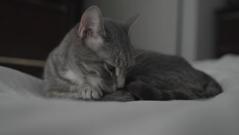 cute grey female tabby cat licking herself on a bed with white sheets in slow motion