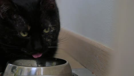 cat eating from the bowl - close up