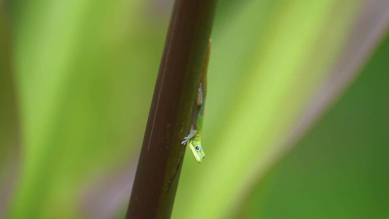 lagarto gecko de día de polvo dorado verde colgando de una planta de bambú alta