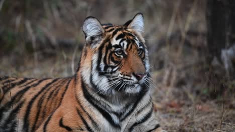 Eine-Enge-Zeitlupe-Eines-Bengalischen-Tigerjungen,-Der-Seine-Umgebung-Beobachtet