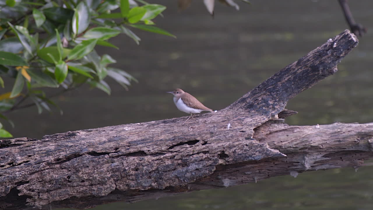 un hermoso pájaro pequeño posado en la rama de un árbol sobre un río - cerrar