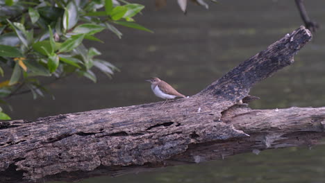 a beautiful small plover bird perched on a tree branch above a river - close up