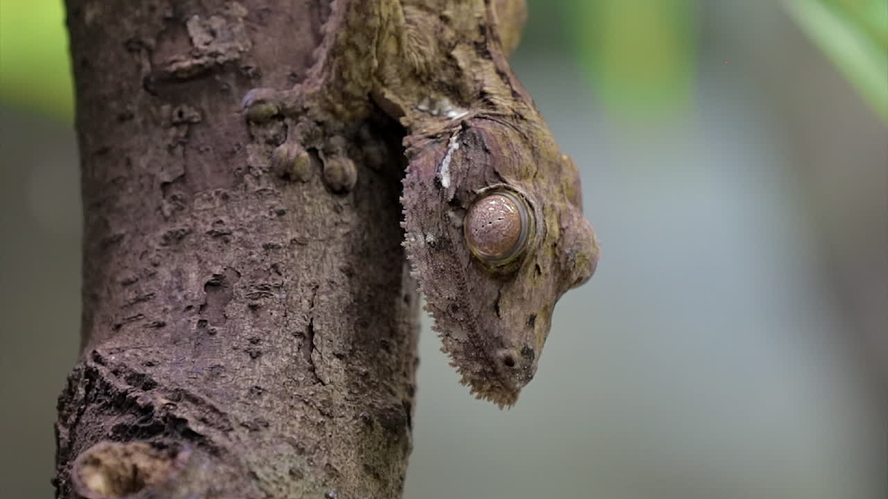 Bladhalet gekko kamufleret med træ