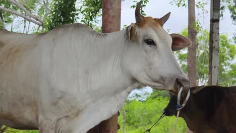 vaca blanca en un entorno agrícola