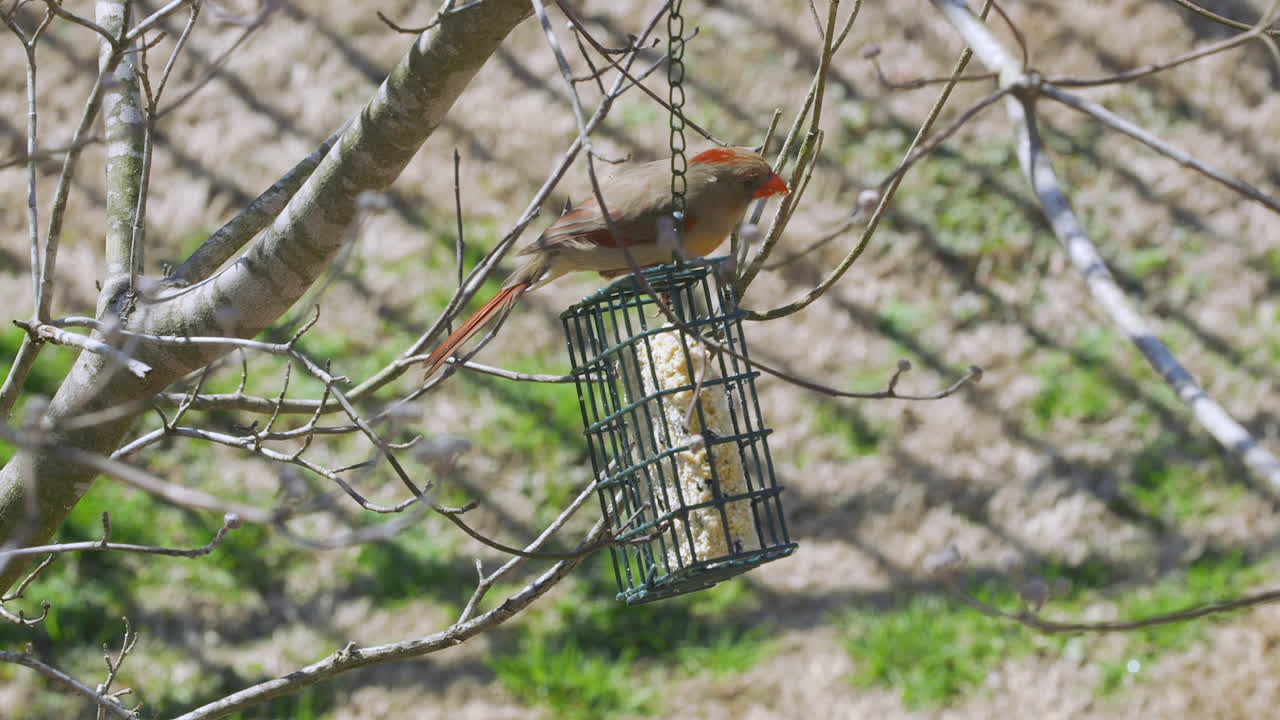 cardenal del norte hembra comiendo en un comedero para pájaros sebo durante el invierno tardío en carolina del sur