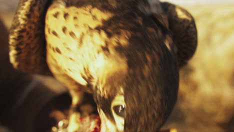 bald headed eagle, close up shot with blurred background