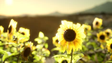 Sunflower-field-on-a-warm-summer-evening