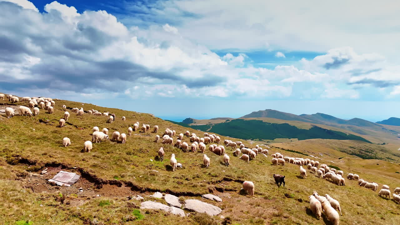 Adorable fluffy white sheep on the mountain slope. Beautiful fluffy cloudscape in the blue sky at backdrop. Aerial view