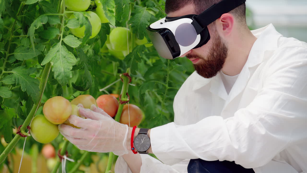 Laboratory technician in a white coat wearing a Virtual Reality headset, analysing tomatoes grown in a greenhouse