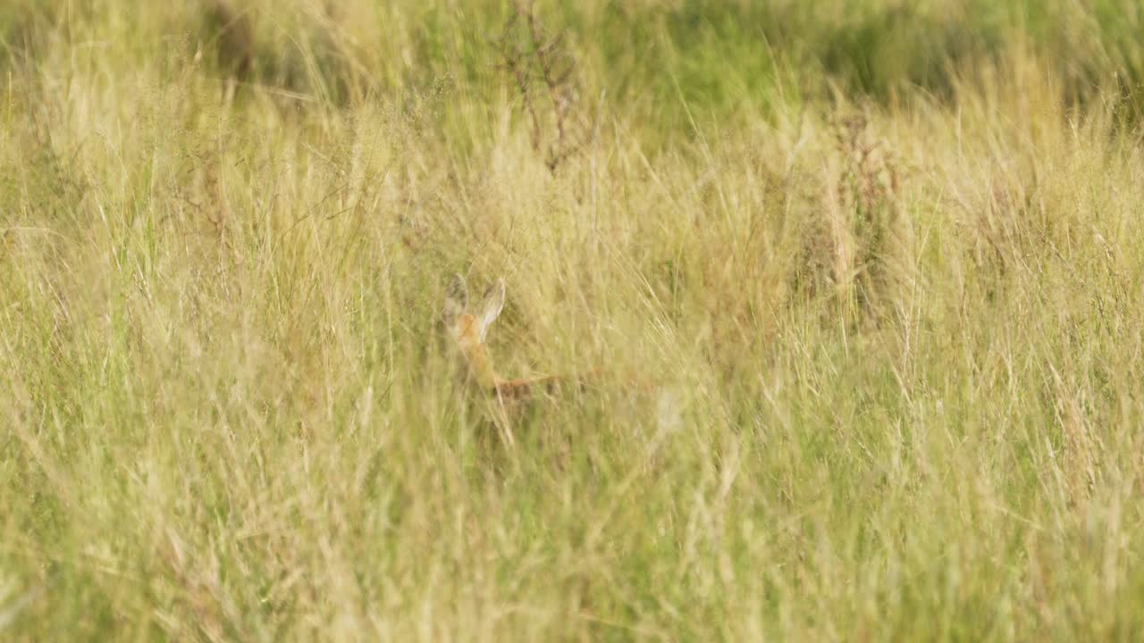 venado de las pampas, hábitat natural en san luis, argentina