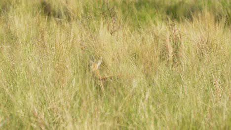 venado de las pampas, hábitat natural en san luis, argentina